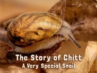 The_Story_of_Chitt__A_Very_Special_Snail